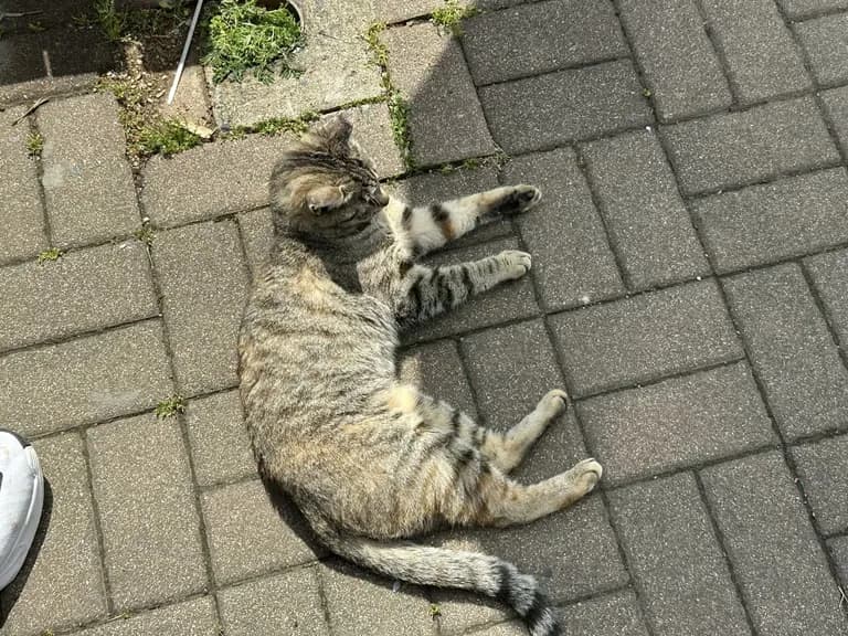 火星の恐竜の卵化石地、火星国際ジオパーク探訪記-7