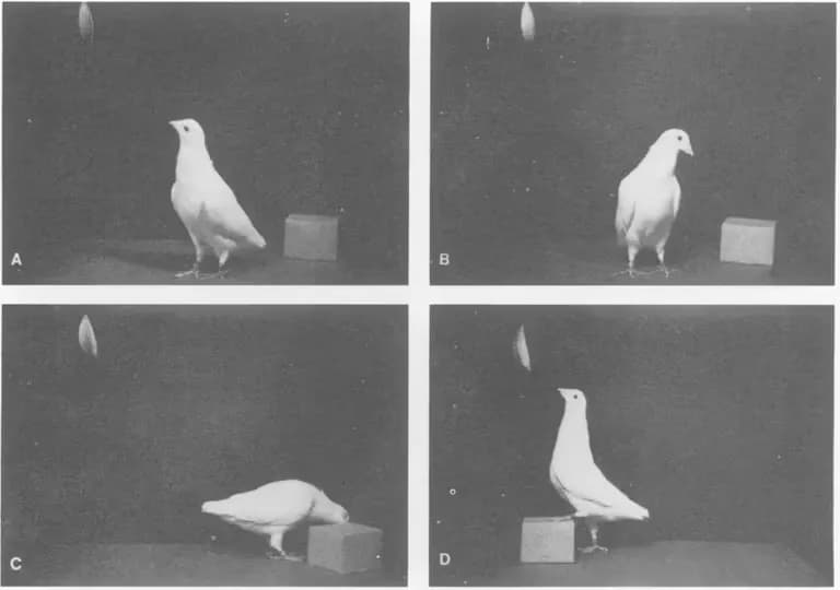 AdSense 無限審査から抜け出す方法-12