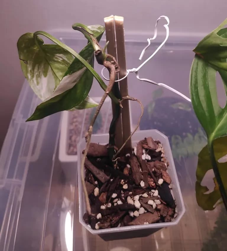 Crear un invernadero con cajas de Daiso-3