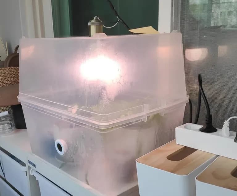 Crear un invernadero con cajas de Daiso-4