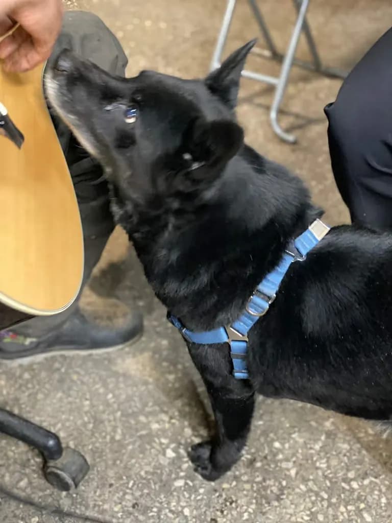 ユニークなギターを探す人のためのガイド-4